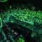 Deep Tropics, “The Greenest Festival in North America,” Returning to Nashville in 2025